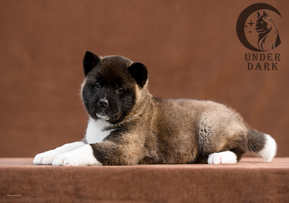 Щенки Американской акиты